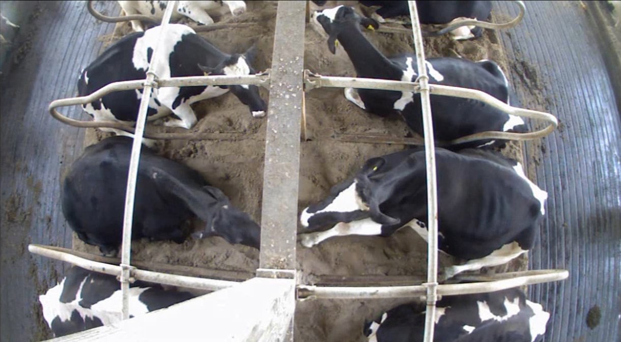 Cows resting in sand bedding