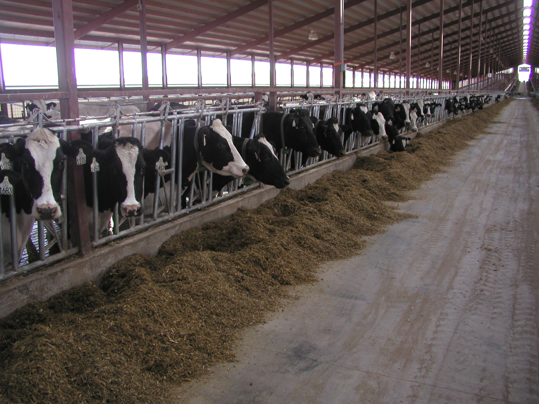 Cows eating feed in an alley