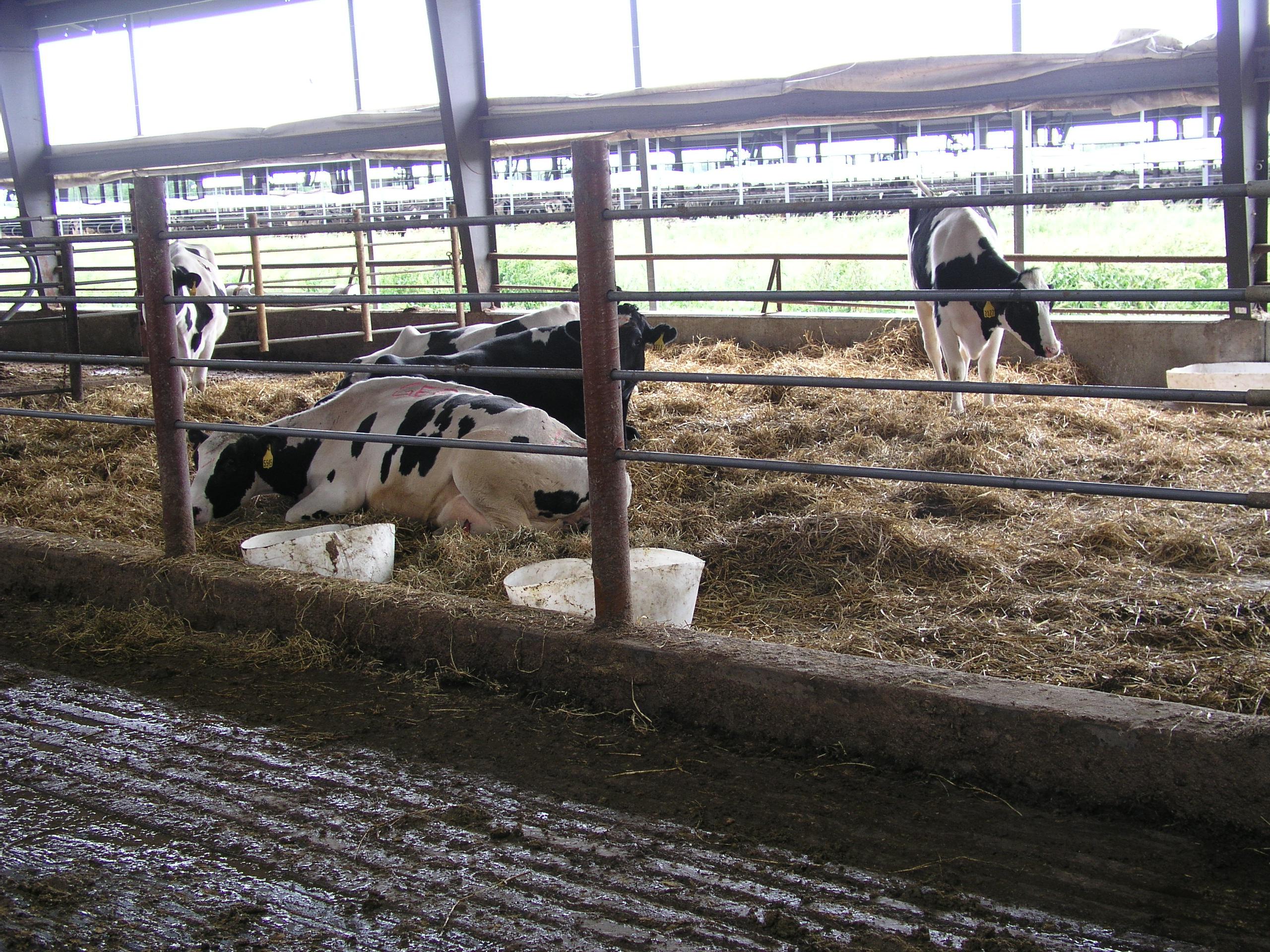 Cows in a special needs barn