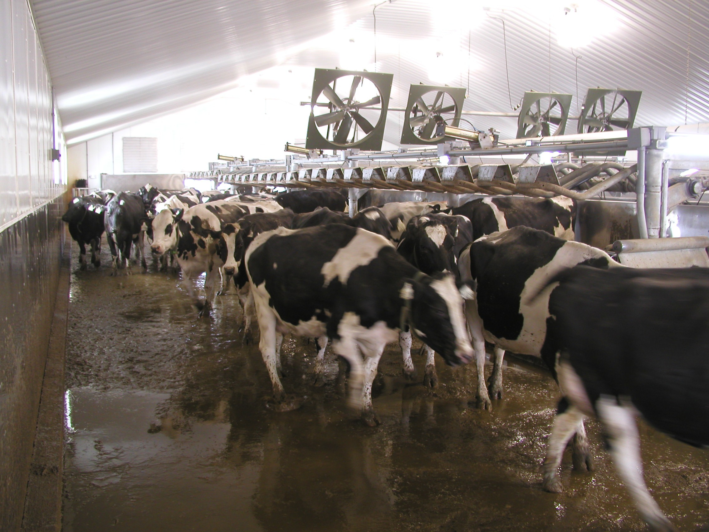 cows leaving milking parlor