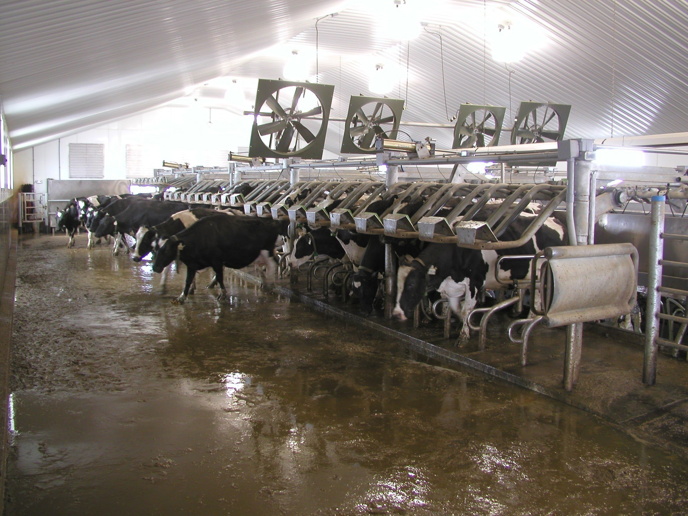 Gates open after milking is complete