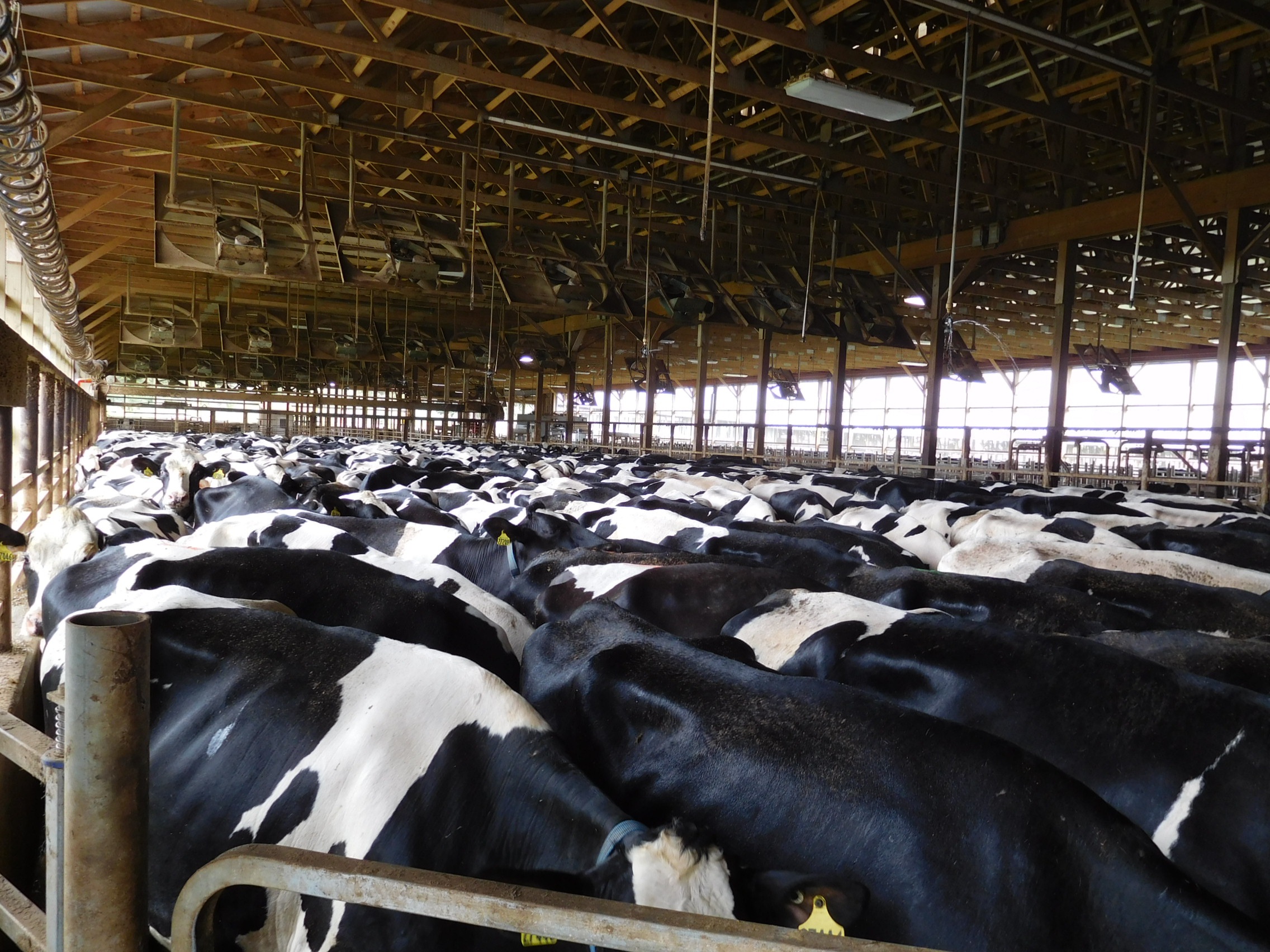 Cows in holding area before they enter the milking parlor