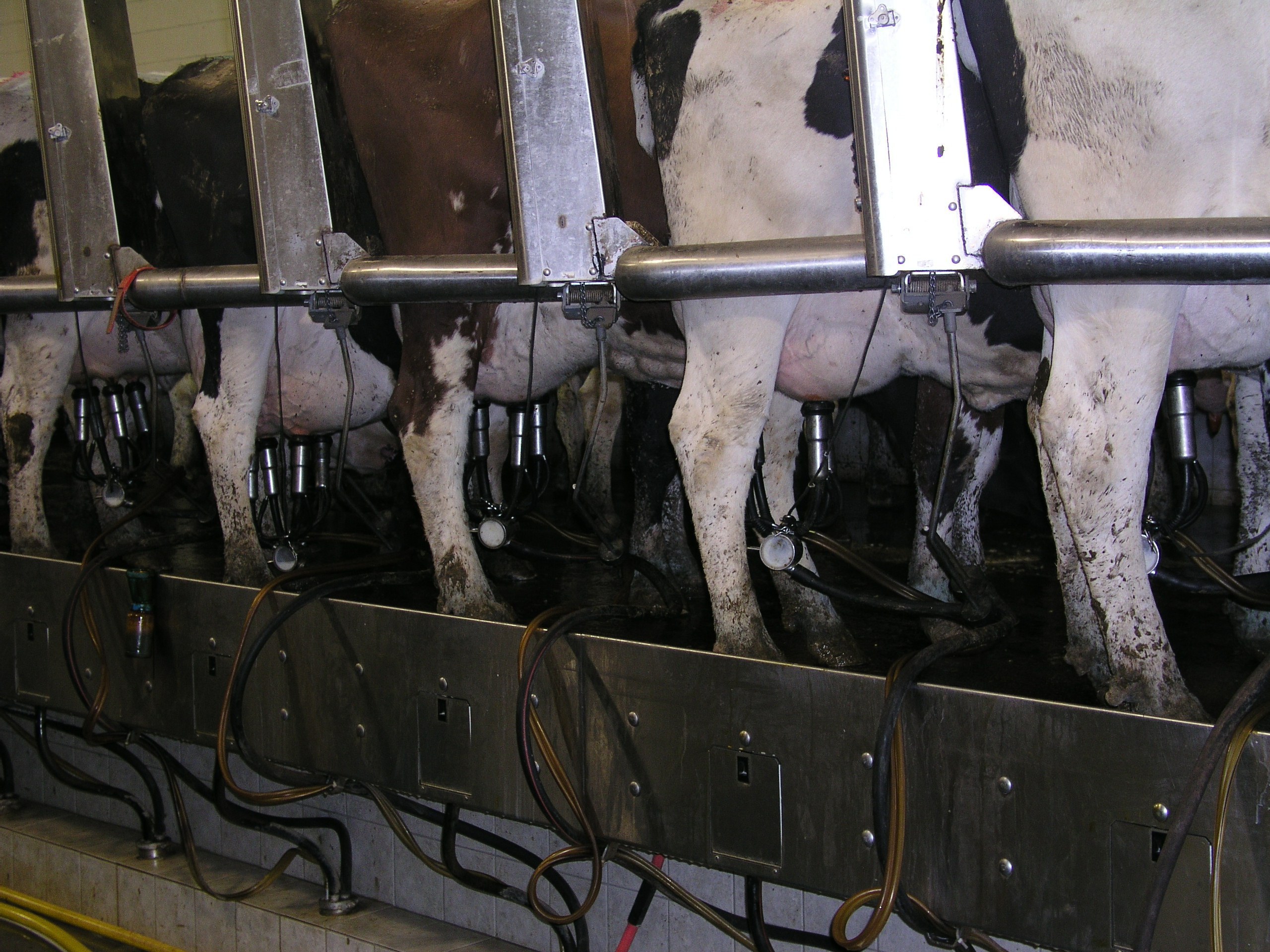 Milker attached to cow teats
